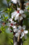 almond tree blossoms
